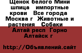 Щенок белого Мини шпица , импортные крови - Все города, Москва г. Животные и растения » Собаки   . Алтай респ.,Горно-Алтайск г.